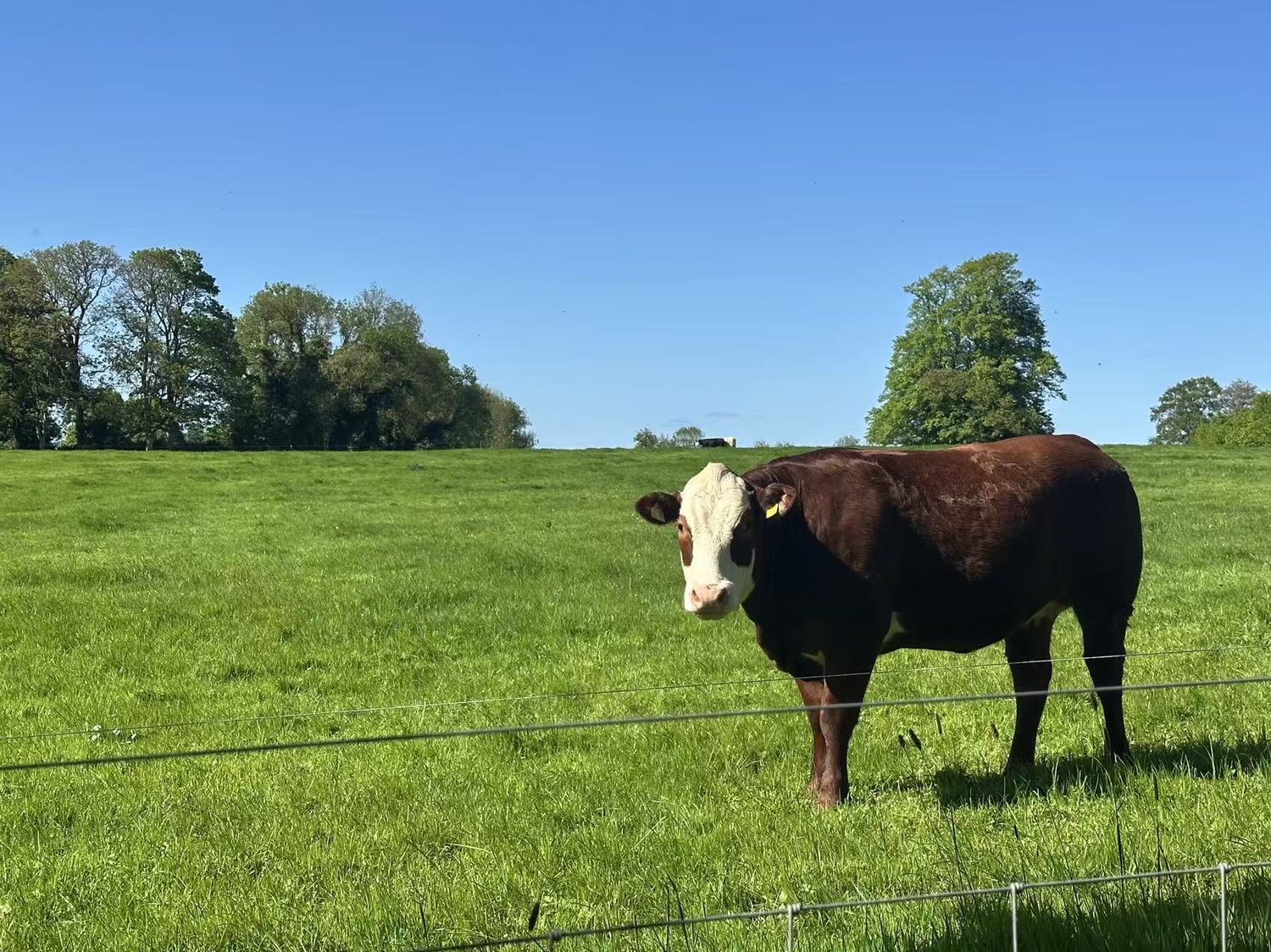 Cow in a green pasture in southern Ireland
