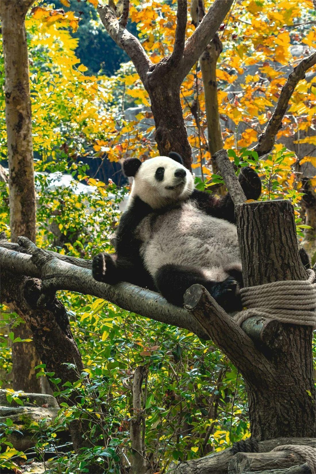Giant panda in Chengdu